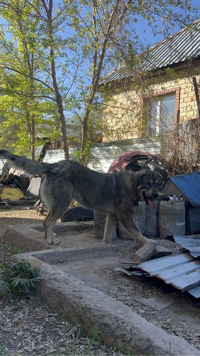 Продам суку сао.