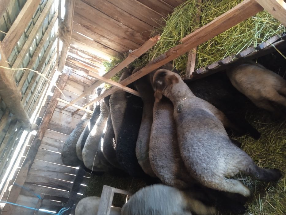 Miei de vânzare  ..