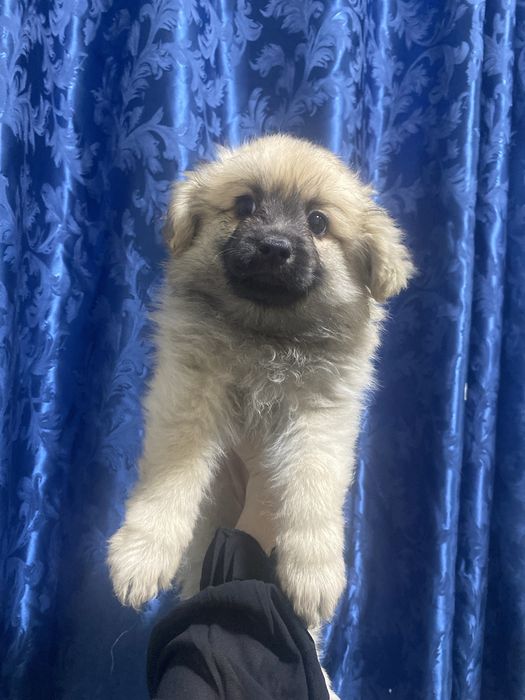 щенки немецкий шпиц 2 месяца