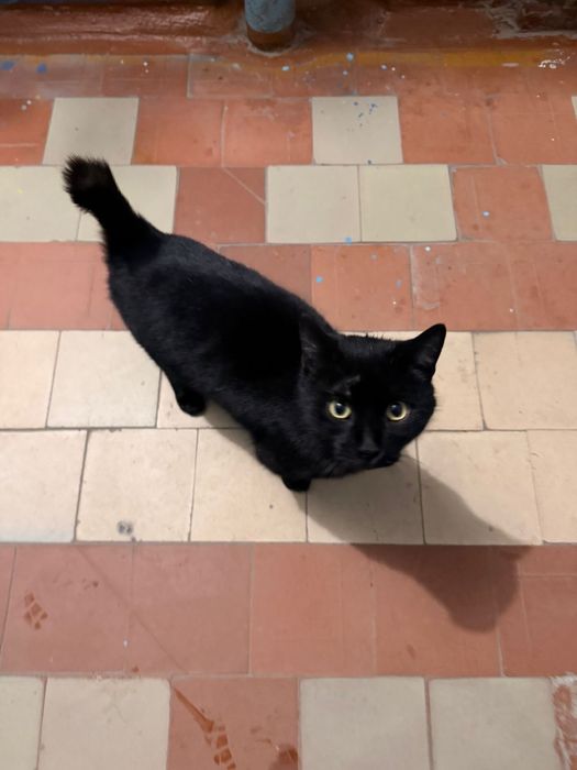 Котик котик котик ищет дом