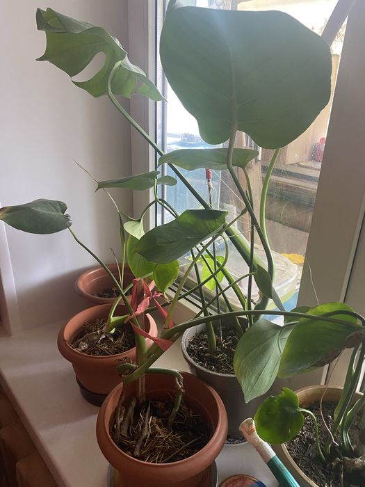 Монстера комнатные,офисные растение,