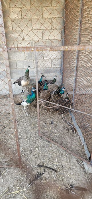 Продам индийских павлинов