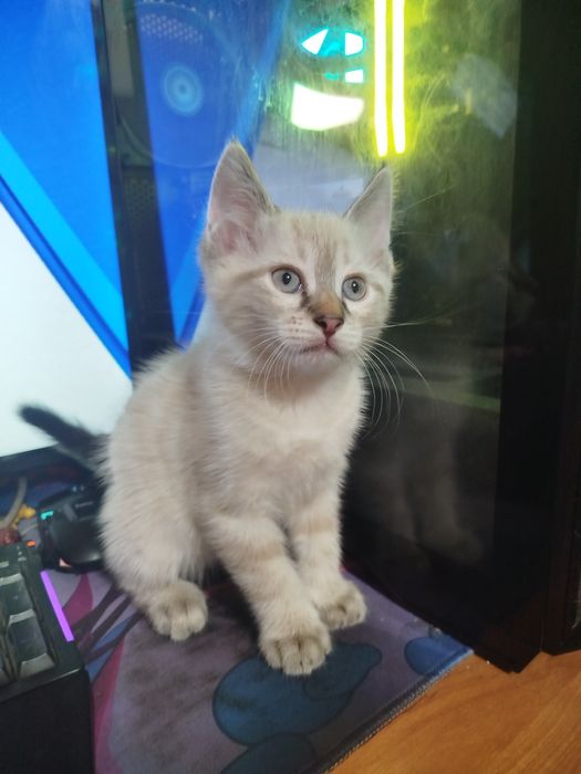 Котята 2 месячные