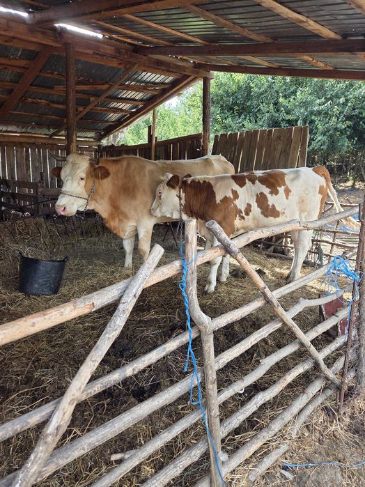 Vaca de vanzare cu vitel!