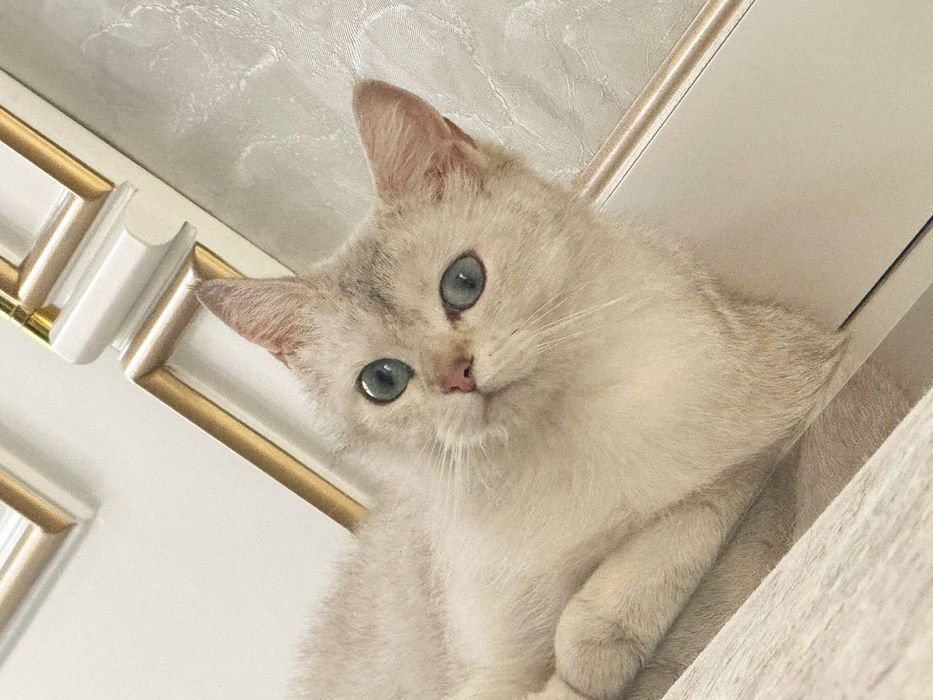 Scotish ShortHair