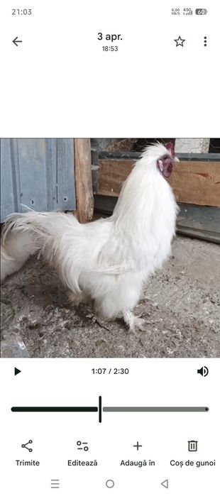 Cocos mătase japoneză
