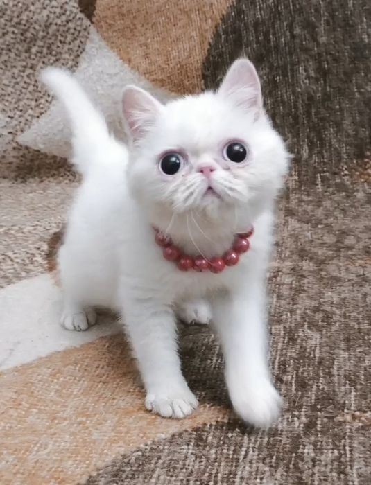 Экзоточка из Проф.Питомника