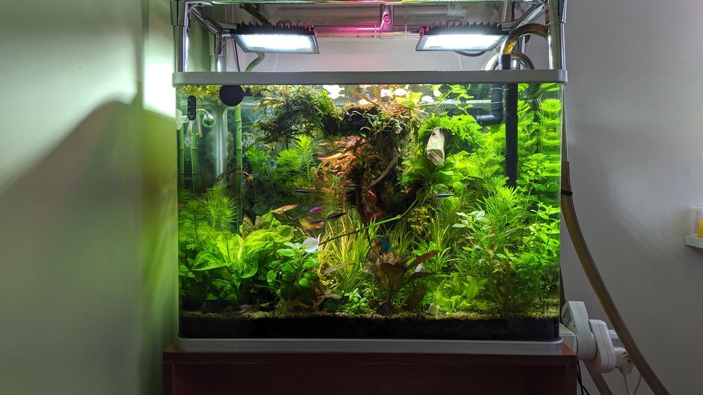 Продам эхинодорус Тропика,Эхинодорус Блехера.