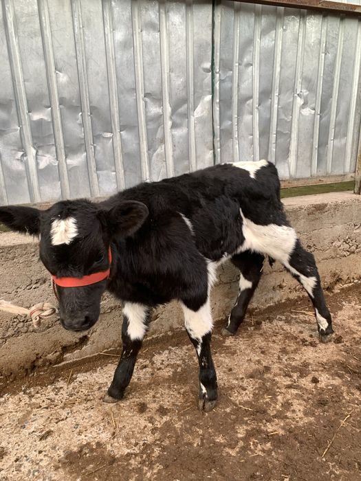 Еркек бұзау сатылады