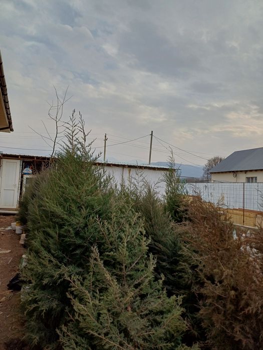 Туя Можевельник  дом и сад