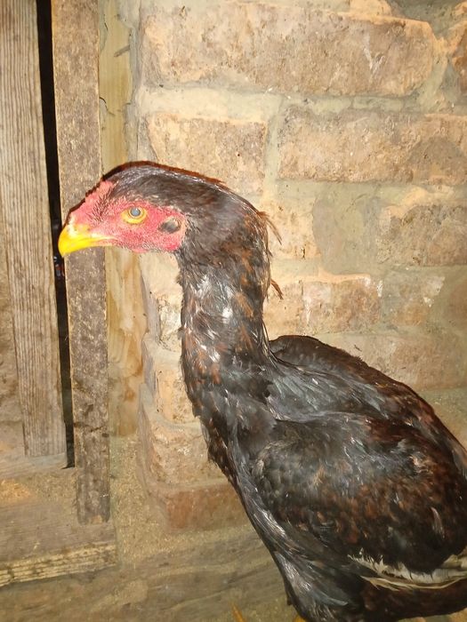 Продам петушка дакан