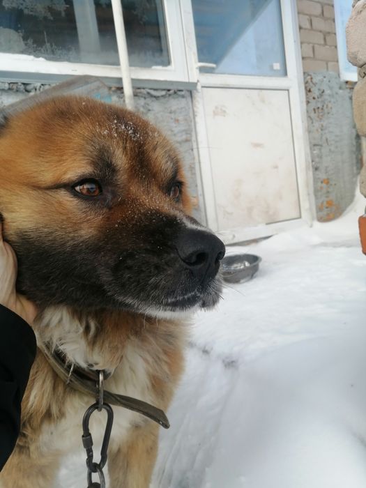 Вязка Кавказская овчарка