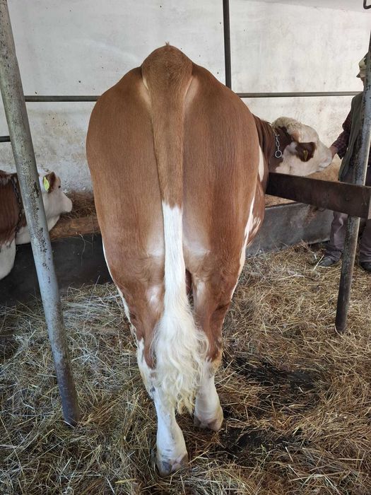 Vand Taur 600 Kg