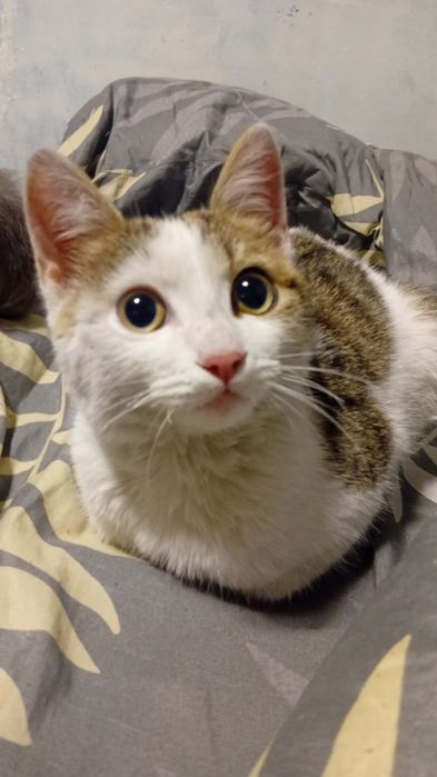 Котенок мальчик 5 мес.