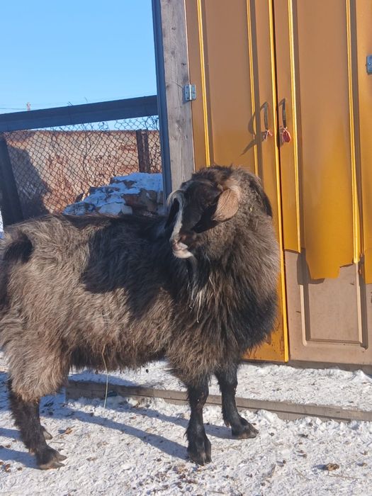 Продам козы, козел производитель, ешки, теке сатамын