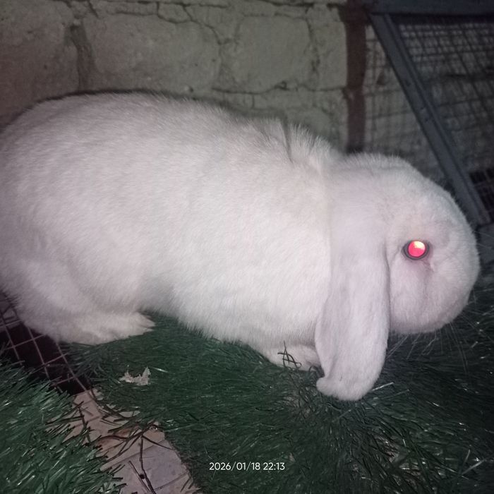 Средний Ф.баранлар