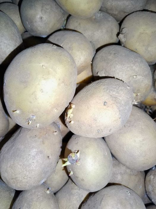 Samanta castofi samanta