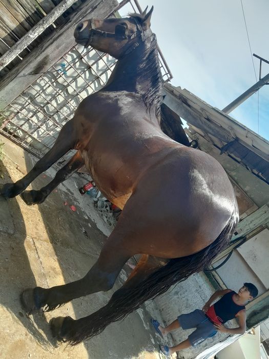 ex.:cal de 5 ani  inca in stoc
