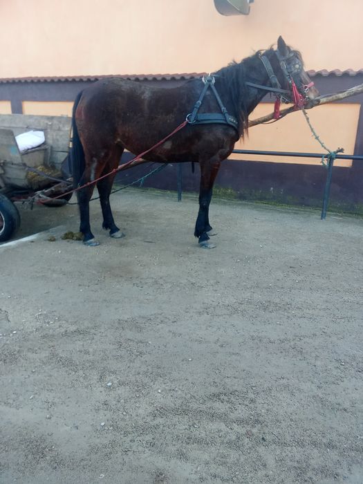 de vânzare noatină trăpașă