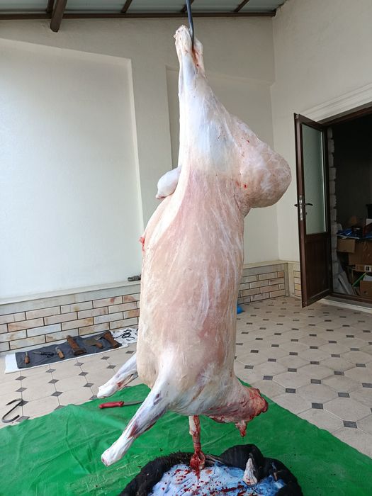 Кассоб-Qassob service hizmati