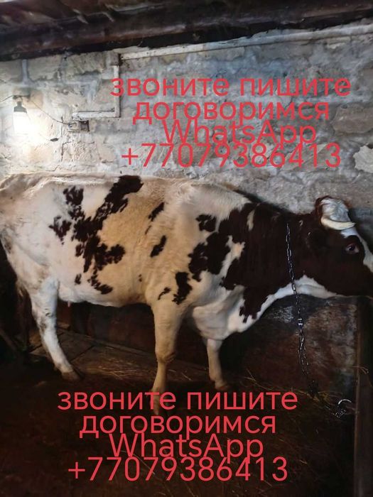 Хозяйственная молодая корова