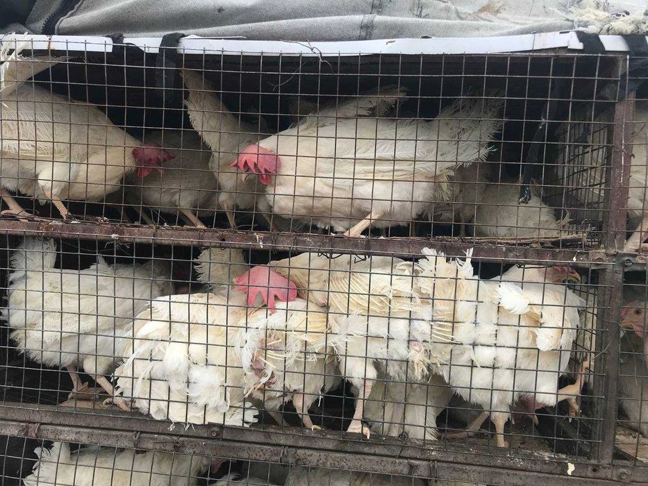 Куры-несушки белые