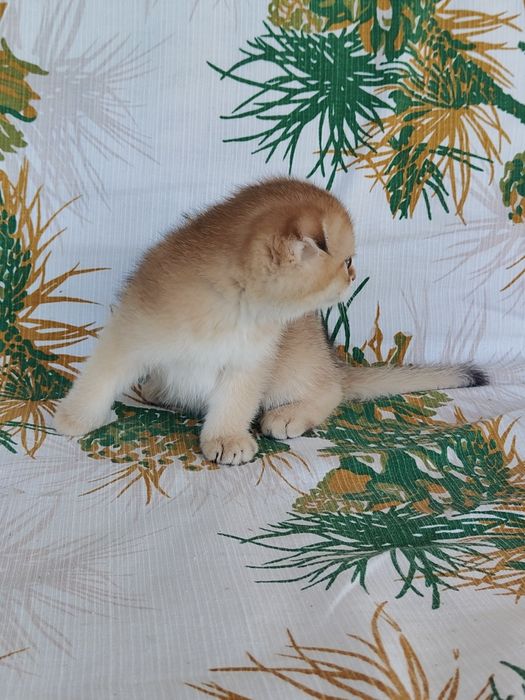 Котенок Золотая шиншилла девочка