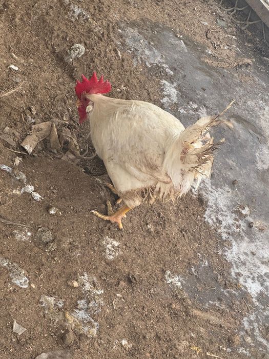 Продается молодые петухи