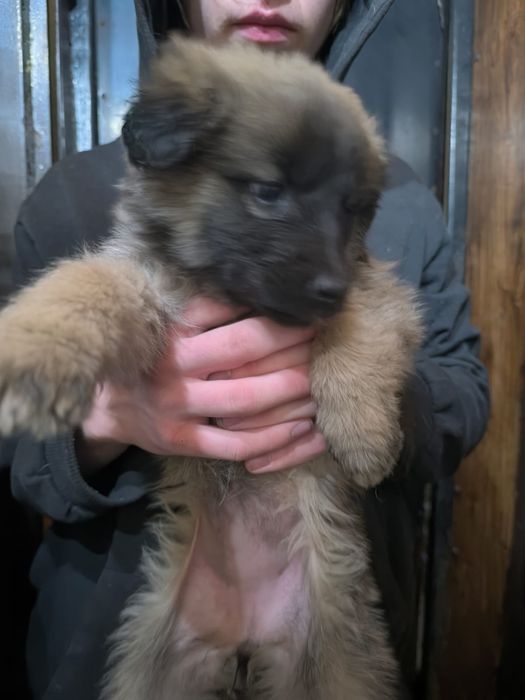 Щенки в добрые руки