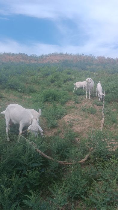 Козы и козлят, бонус