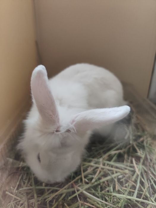 Продам кролика карликового
