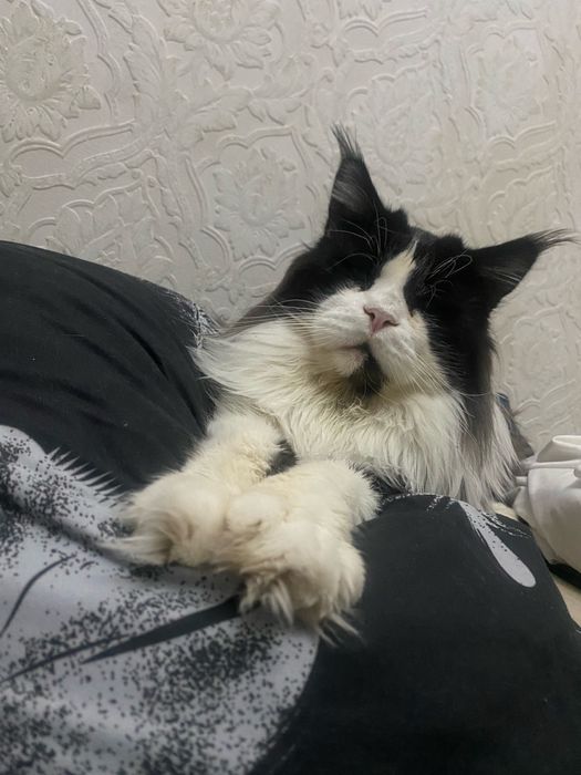 Вязка. Кот породы Мейн Кун