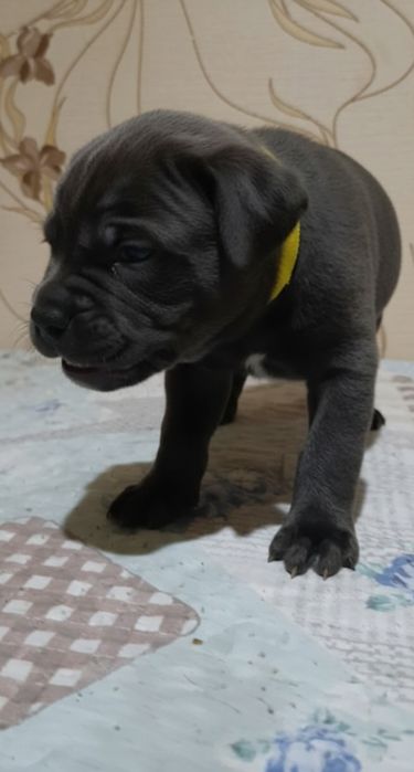 Кане-корсо продажа