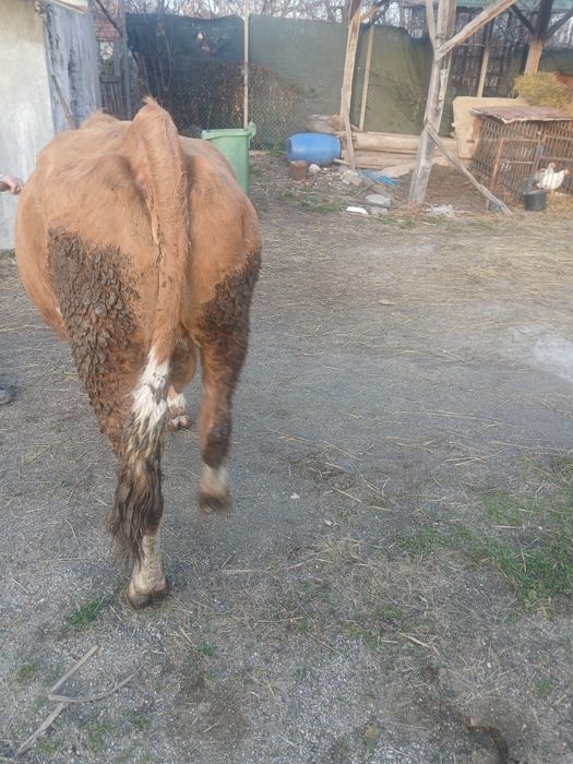 Vând vaca baltata românească de 4  ani ani