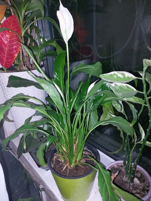 Цветок женское счастье