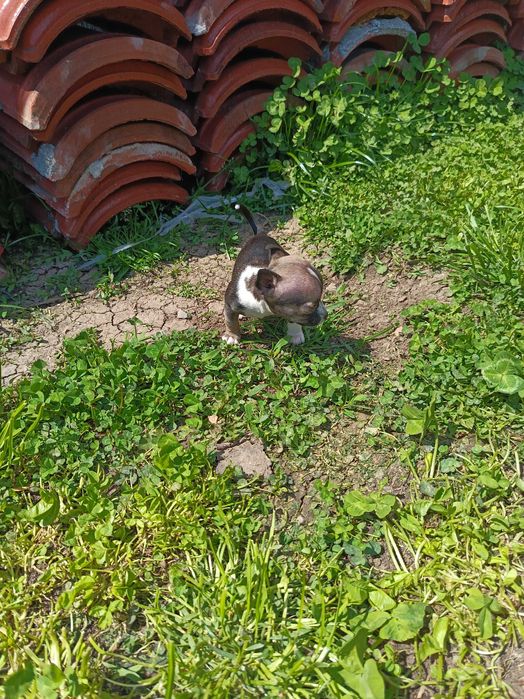 мини чихуахуа кученца