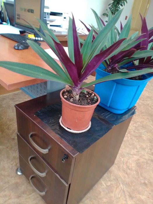 Цветы для офиса и дома со Скидкой!