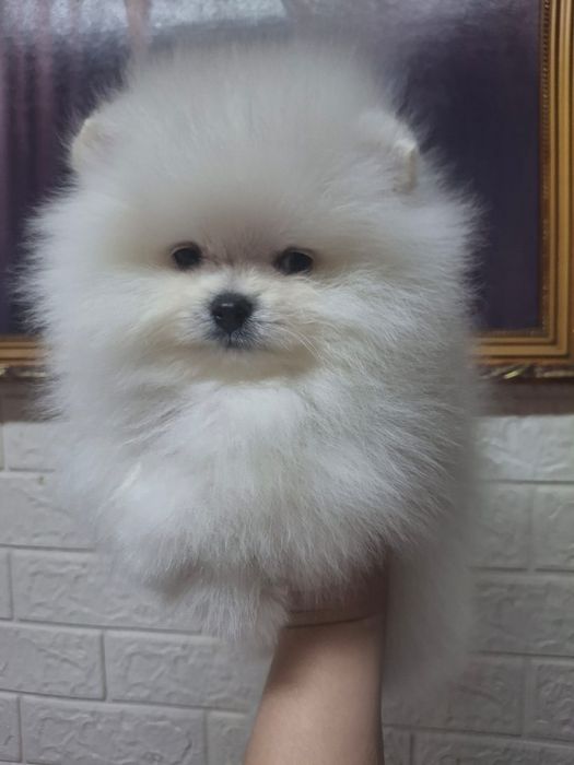 Шпицы мальчики готовы к переезду