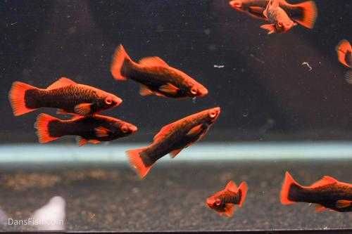 guppy, xifo, plante, accesori, acvariu