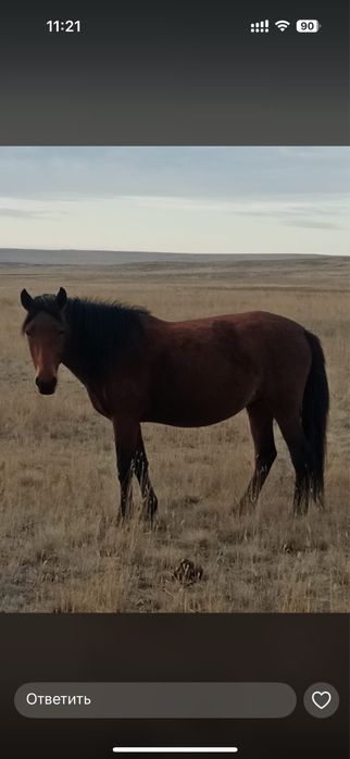 Продам жеребых кабыл