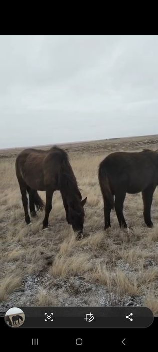 Продам кобылу с жеребенкам