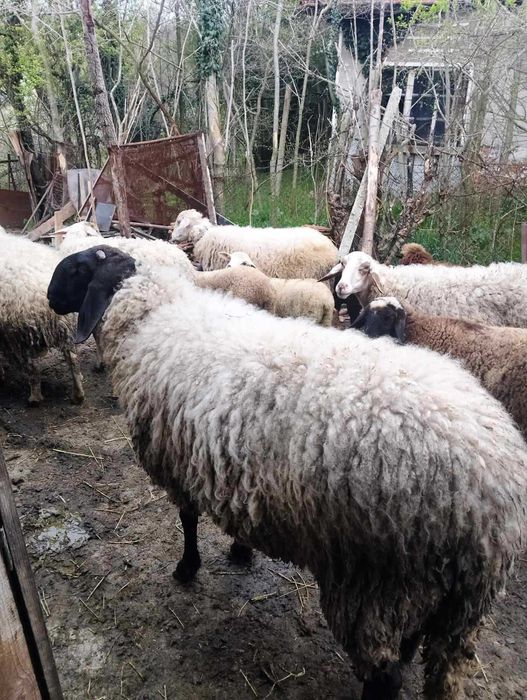 Продавам черноглав коч