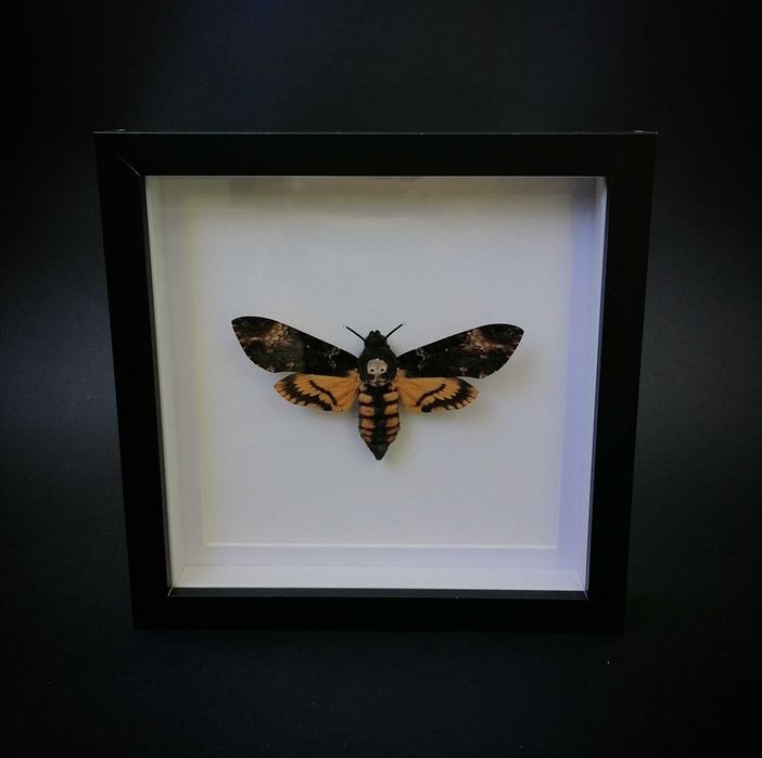 Мъртвешка глава , Препарирана нощна пеперуда , Мълчанието на агнетата