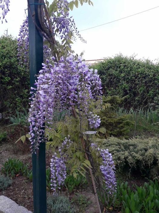 Продам садовые цветы