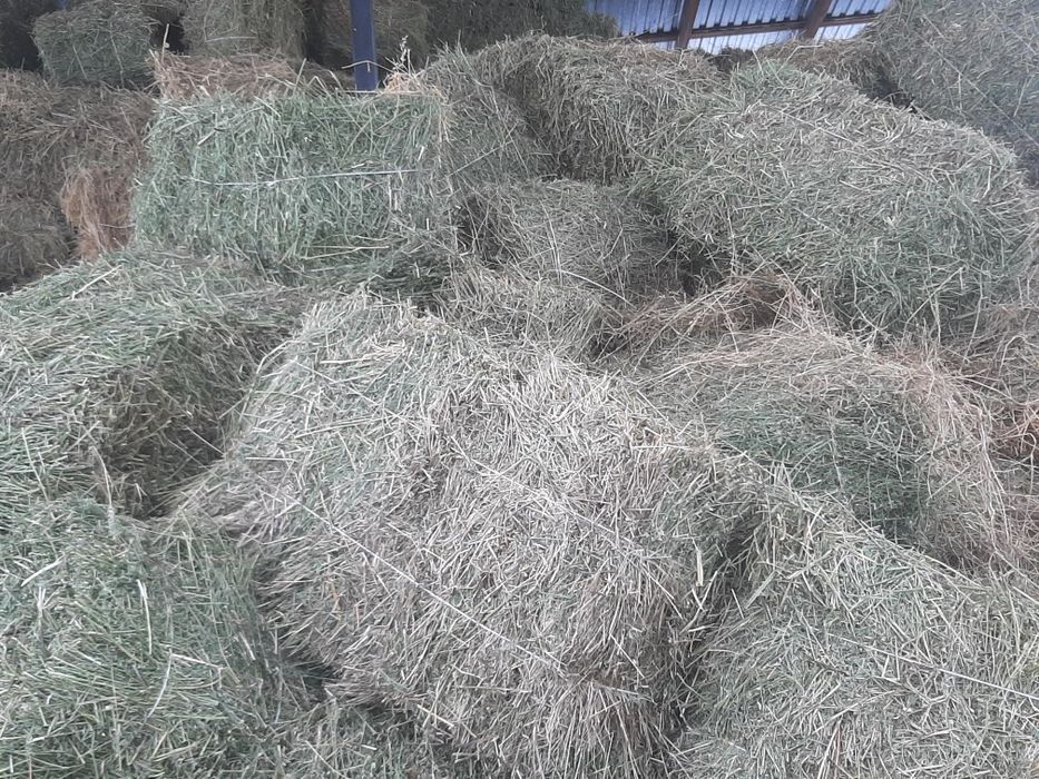 Клевер, жоныршка