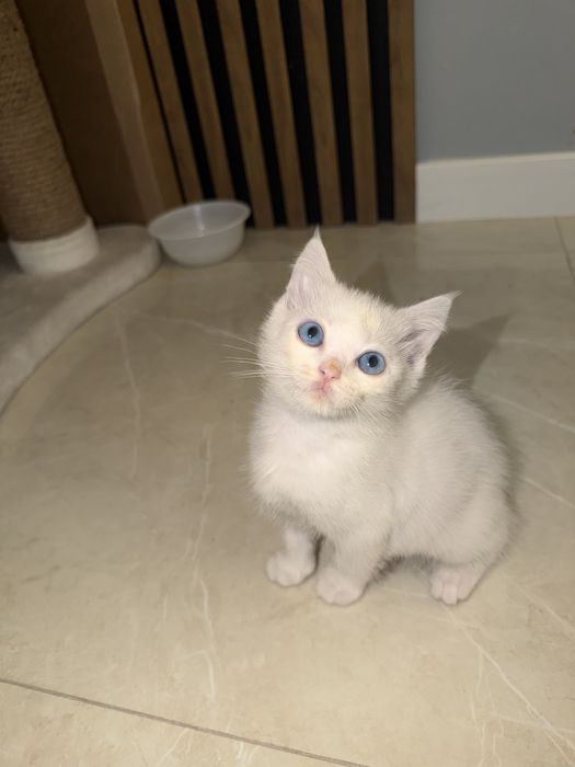 Милый котёнок 2 месяца