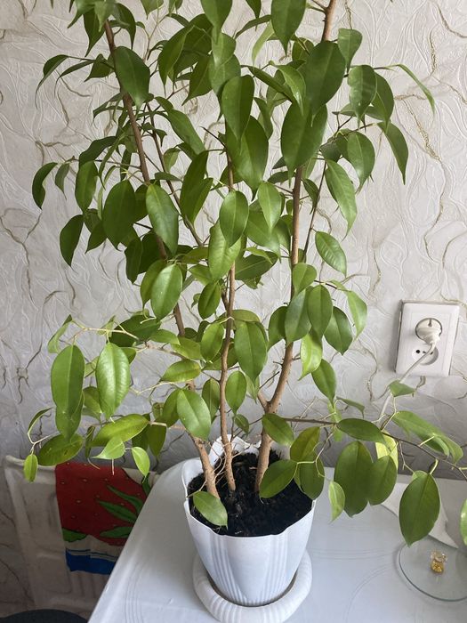 Комнатные цветы продам
