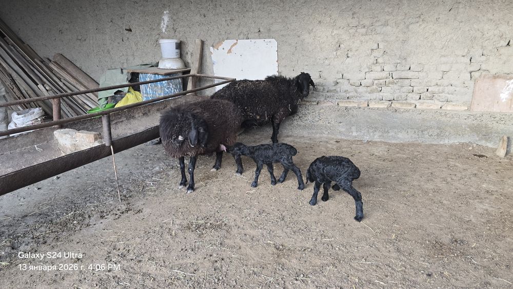 Она бола куй сотилади