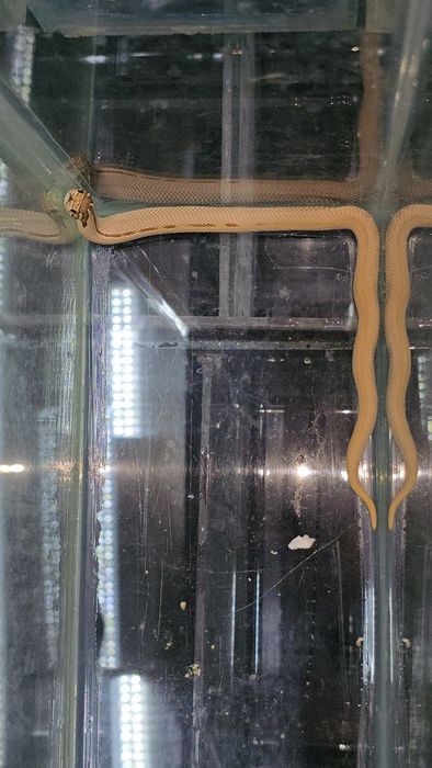 Свиноносый уж Hognose snake
