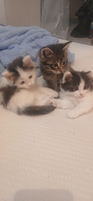 Котята бесплатно